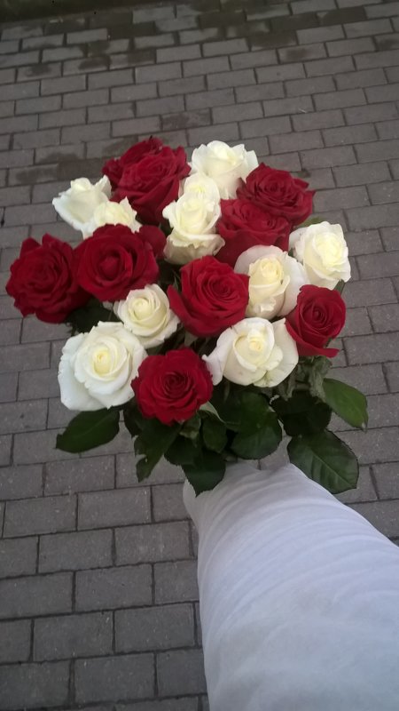 19 sarkanas un baltas rozes (pēc izvēles - 4 dažādi garumi)