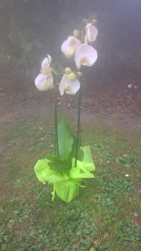 Balta orhideja (pēc izvēles 3 lielumi) 
