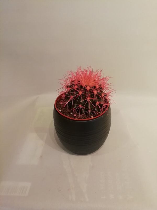 Kaktuss