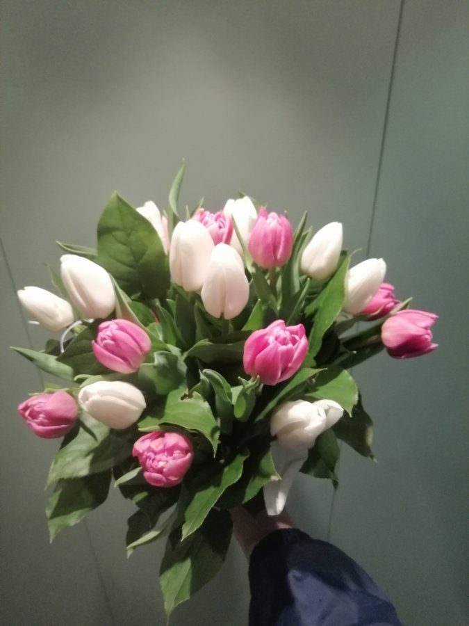 19 baltas un rozā tulpes ar zaļumiem