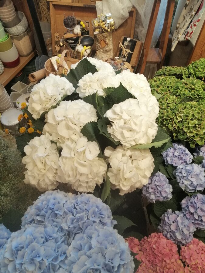 Dažādu krāsu hortenzijas (skaits pēc izvēles) 