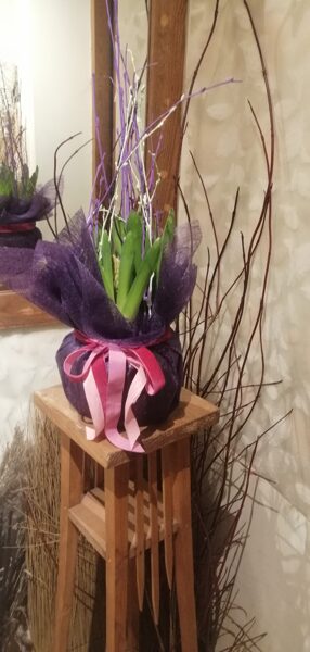Telpaugs - hiacinte podiņā (3 ziedi) ar dekoratīviem elementien