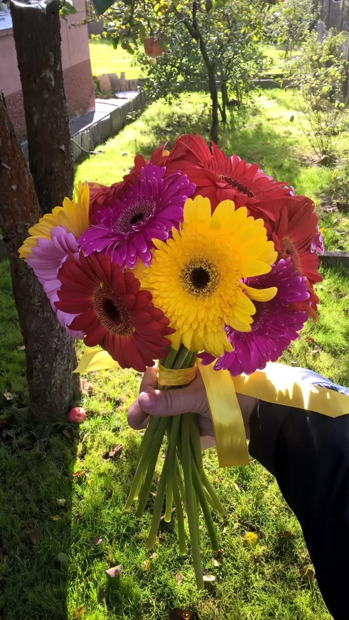 Gerberas