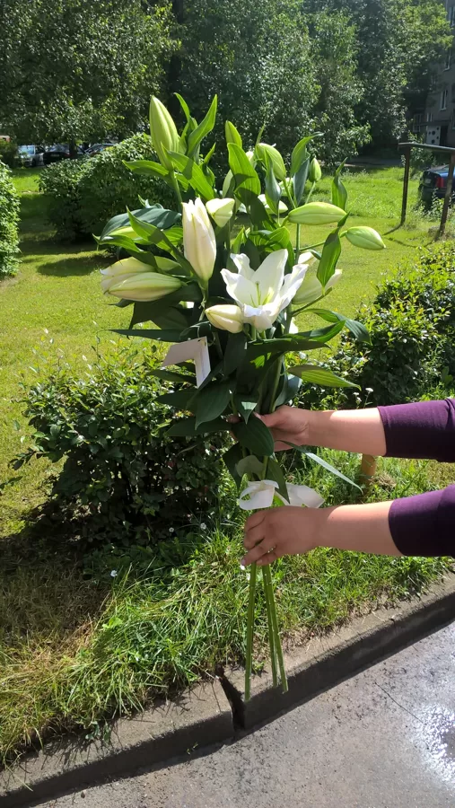Lilijas