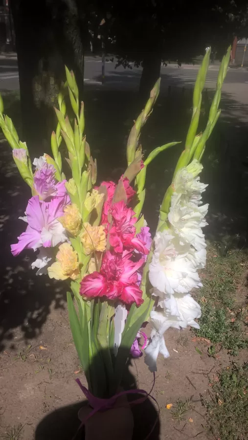 Gladiolas