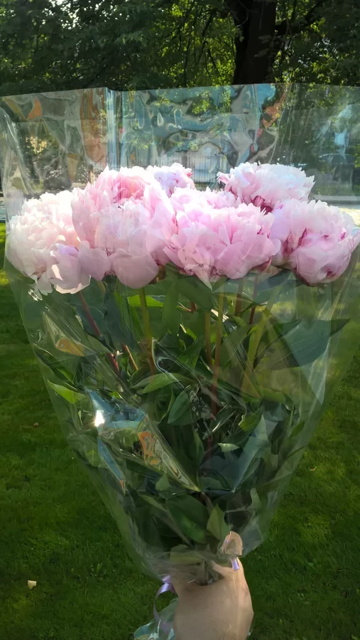 Peonijas