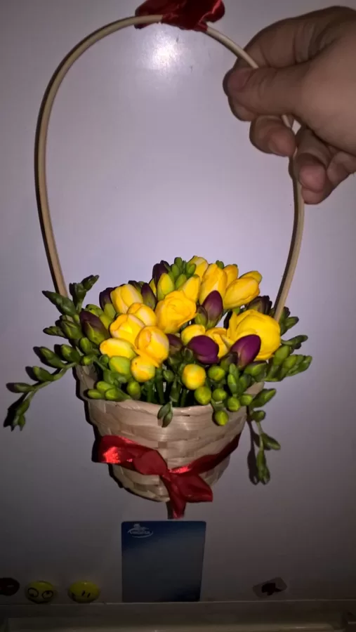 Frēzijas